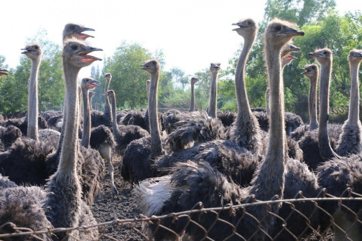 Thức ăn cho đà điểu gồm thức ăn xanh và thức ăn tinh. Tùy từng độ tuổi, đà điểu có khẩu phần ăn khác nhau.