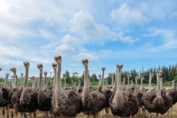 Thị trường - Tiêu dùng - ‘Đột nhập’ trang trại đà điểu lớn nhất Việt Nam