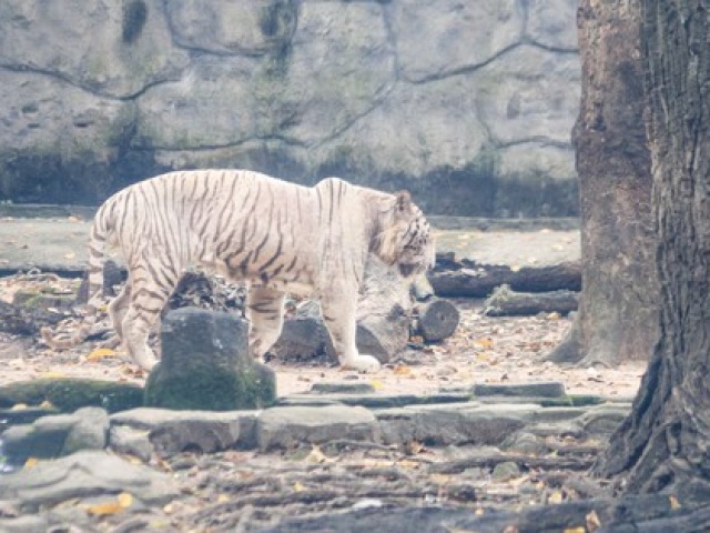 CLIP: Màn so tài “có một không hai“ tại Thảo Cầm Viên