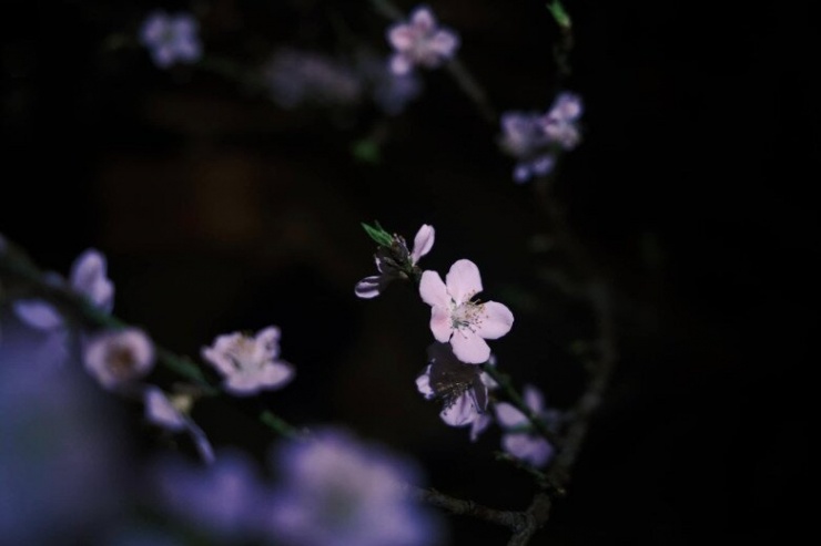 Cơ ngơi ngập tràn sắc xuân của cháu trai gia tộc giàu có bậc nhất Việt Nam - 13