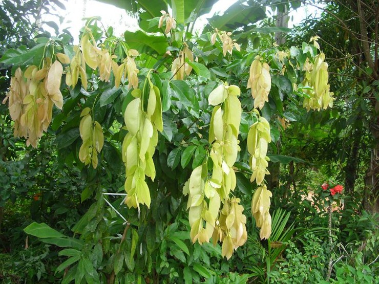 Cây lá lụa vốn mọc hoang dại ở bờ bụi tại các tỉnh miền Tây, đặc biệt là Tây Ninh.
