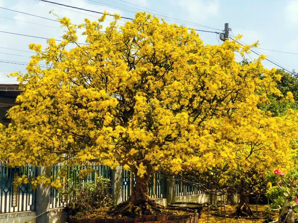 Mặc dù mới bung hoa một nửa nhưng cây mai cổ thụ của anh Đặng Quang Dũng vô cùng rực rỡ.