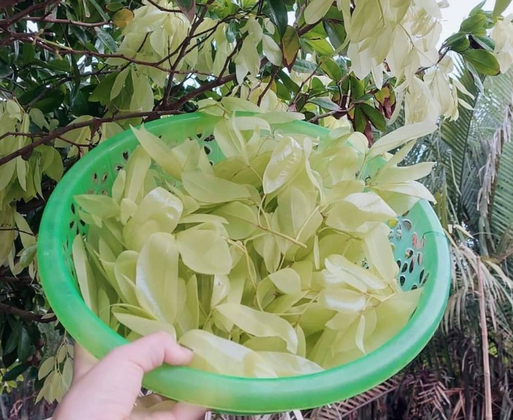 Hiện nay chúng được trồng nhiều ở khu vực Đông Á bao gồm các quốc gia như: Ấn Độ, Thái Lan, Campuchia, Malaysia, Indonesia, Lào, Việt Nam,…
