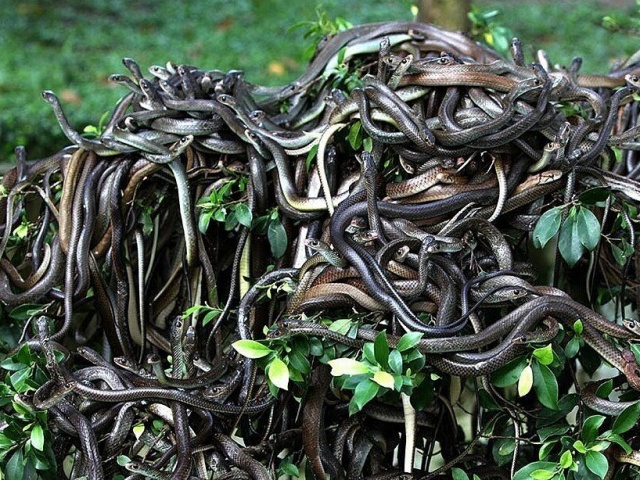 7 điểm du lịch chủ đề rắn cho năm Ất Tỵ