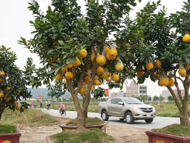 Đào cổ thụ, bưởi cảnh bỏ la liệt bên đường sau Tết, thương lái lỗ tiền tỷ