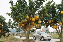 Đào cổ thụ, bưởi cảnh bỏ la liệt bên đường sau Tết, thương lái lỗ tiền tỷ