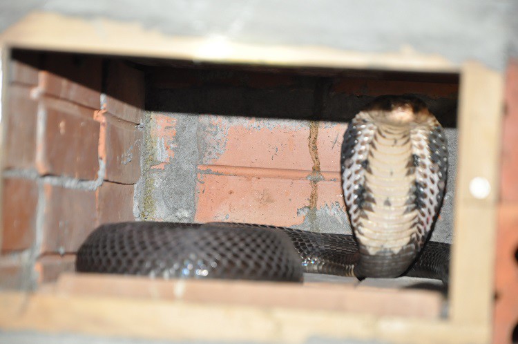 Hiện tại, phía Trung Quốc đang tìm mua ráo riết rắn hổ mang thương phẩm và trứng rắn hổ mang.