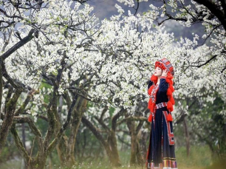 Hoa mận nở trắng núi đồi Tây Bắc