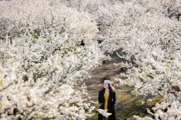 Du lịch - Hoa mận nở trắng núi đồi Tây Bắc