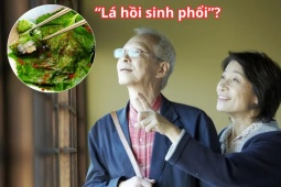 Tin tức sức khỏe - Loại lá được người Nhật ví như &quot;lá hồi sinh phổi&quot; cực đắt đỏ nhưng ở Việt Nam “rẻ như cho”