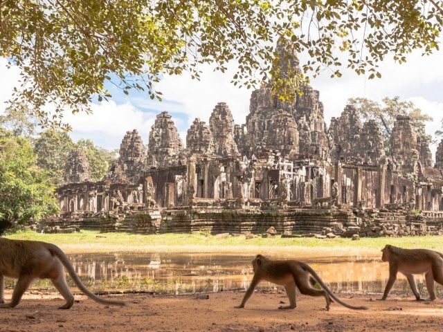 Khỉ hoang hung dữ, tấn công khách ở khu đền nổi tiếng