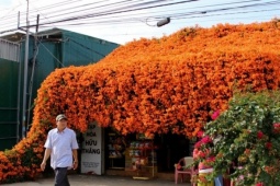 Du lịch - Căn nhà phủ kín hoa ở Lâm Đồng, ai đi qua cũng muốn dừng chân 'sống ảo'