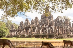 Du lịch - Khỉ hoang hung dữ, tấn công khách ở khu đền nổi tiếng