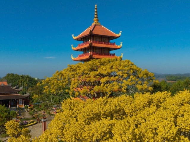 Ngắm phượng vàng dưới mái Bát Nhã