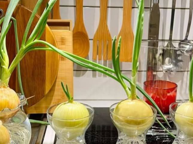 Bác sĩ nói gì về tin đồn dùng củ hành tây “hút“ virus cúm?