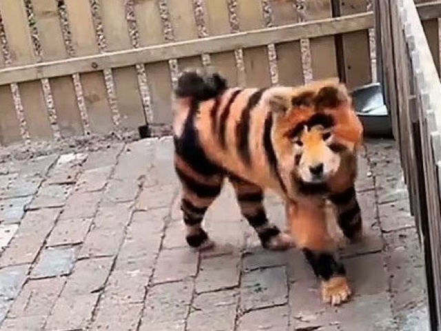 “Biến“ chó thành hổ, vườn thú bị chỉ trích dữ dội