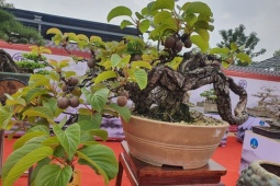 Thị trường - Tiêu dùng - Loại cây mang tên loài chim, lên chậu thành bonsai, 9x chi hàng chục triệu đồng mua về chơi