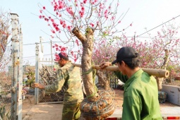 Hàng nghìn gốc đào  hết đát  ở Hà Nội được thu gom,  đi  về đâu sau Tết Nguyên đán?