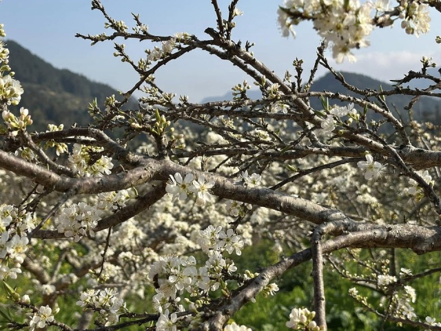 48 giờ ngắm mận trắng ở Lào Cai