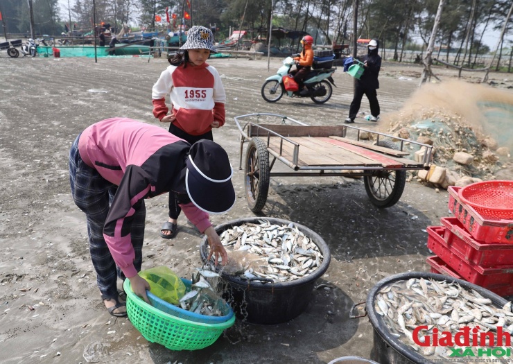 Những người phụ nữ làng biển sơ chế cá trích để cung cấp cho các cơ sở nướng cá truyền thống bằng than hoa.