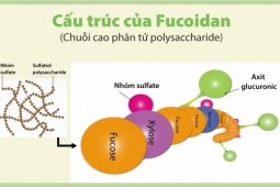 Fucoidan phân tử cao hỗ trợ tăng cường sức khỏe