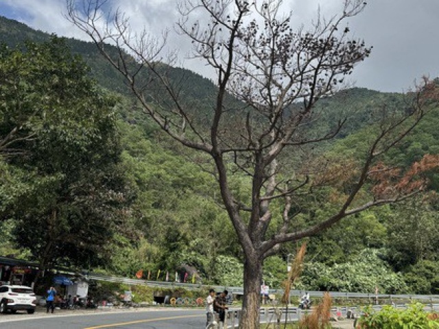 Cây thông “cô đơn“ - điểm check-in nổi tiếng ở đèo Hải Vân đã chết khô