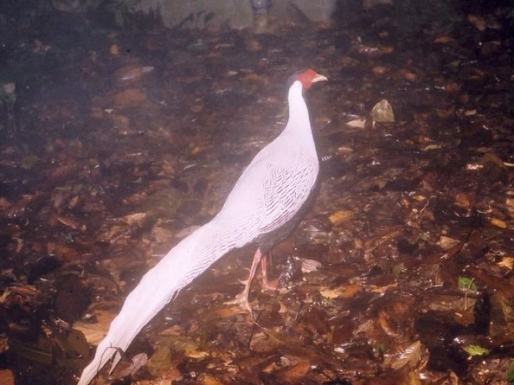 Phát hiện nhiều loài động vật quý hiếm có nguy cơ tuyệt chủng giữa núi rừng Thanh Hóa