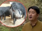 Thị trường - Tiêu dùng - Bỏ hơn 200 triệu mua lợn què về nuôi, 8 năm sau lợn “trả ơn” bạc tỉ