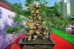 Loại cây quen thuộc mọc bờ bụi lên chậu thành bonsai có giá hàng trăm triệu đồng