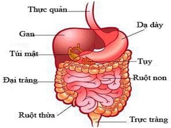 Các bệnh đường tiêu hóa có liên quan mật thiết với nhau