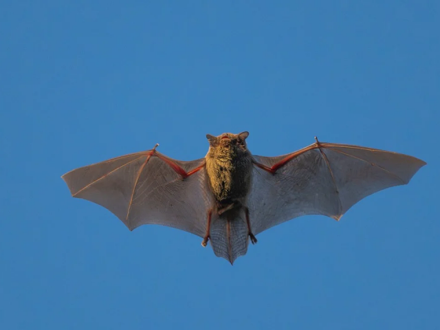 Phát hiện virus mới ở dơi có thể lây sang người như Covid-19