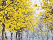 Du lịch - Hoa phong linh nở vàng rực rỡ, khoe sắc trong tiết trời mùa Xuân