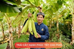 Tin tức sức khỏe - Loại quả được mệnh danh là “trái cây hạnh phúc”, rất giàu dinh dưỡng cho phổi, nhưng thường bị người Việt bỏ qua