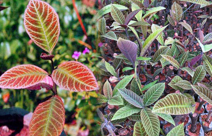 Lá khôi tía - khắc tinh của căn bệnh dạ dày.