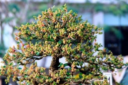 Cây ăn quả ở quê thành bonsai siêu lạ, giá tới vài chục triệu/chậu, mang ý nghĩa phong thuỷ