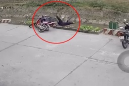 Clip: Cố gắng đi xe máy, người đàn ông "hạ cánh" thẳng xuống kênh mương