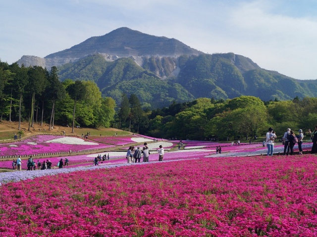 Ba điểm ngắm hoa xuân ở Nhật Bản