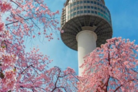 Điểm đến mới cho mùa anh đào rực rỡ