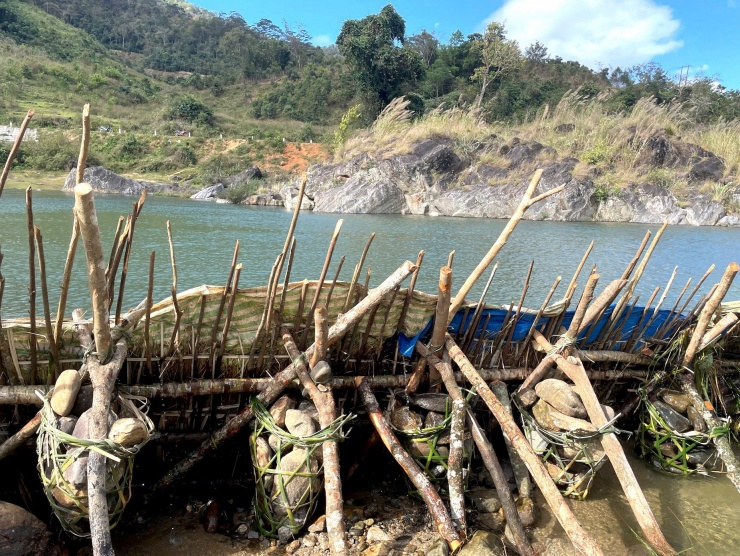 Người Giẻ Triêng 'gây mê' bắt cá bằng cây rừng - 2