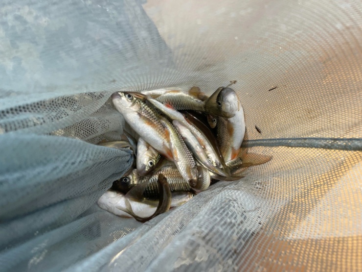 Người Giẻ Triêng 'gây mê' bắt cá bằng cây rừng - 11