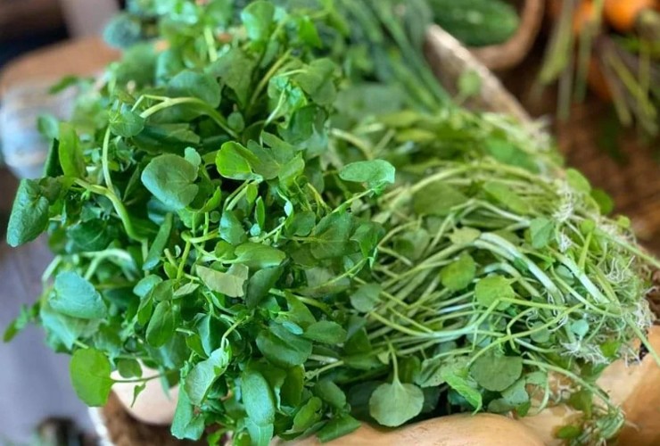 Cải xoong được Trung tâm kiểm soát và phòng chống dịch bệnh Hoa Kỳ (CDC) đánh giá là “loại rau tốt nhất thế giới&#34; nhờ thành phần dinh dưỡng của chúng.&nbsp;
