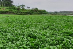 3 loại rau "tốt nhất thế giới", bán đầy ở chợ Việt từ 10.000/kg, có loại từng mọc hoang khắp nơi