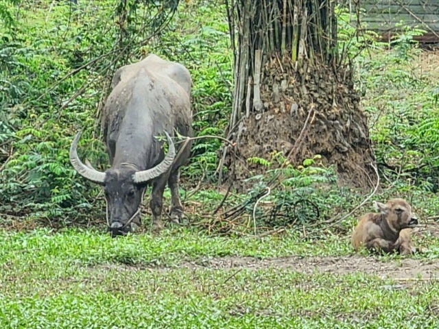 Chủ con trâu húc người ở Bình Chánh: “Mình không có lỗi, con trâu cũng không có lỗi“