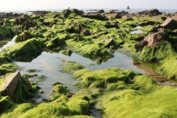 Du lịch - Ngỡ ngàng trước bãi rêu ở làng chài Phan Thiết