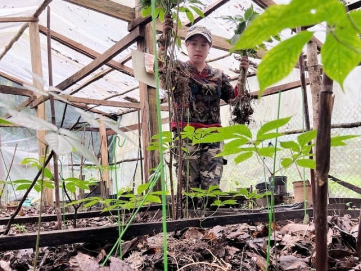 “Ăn núi ngủ rừng“ trồng sâm Ngọc Linh