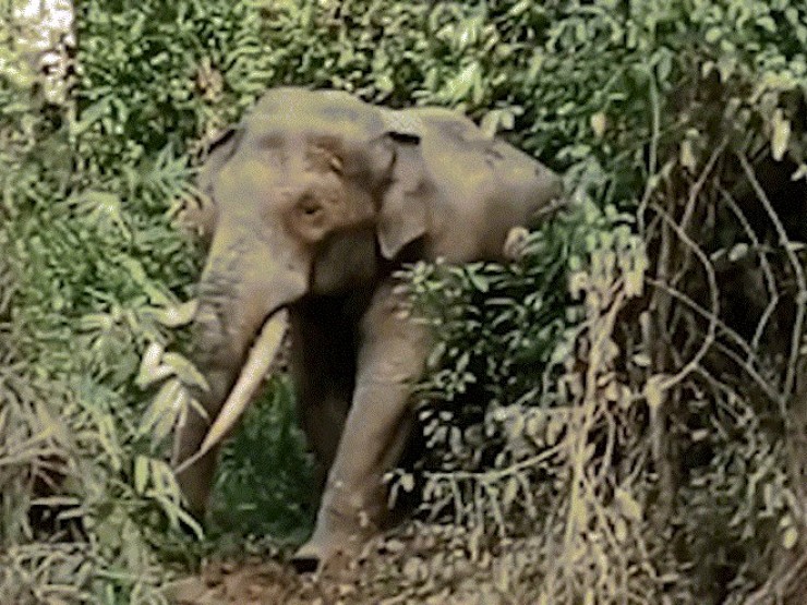 “Voi ngà lệch“ hiếm gặp xuất hiện tại bìa rừng ở Đồng Nai