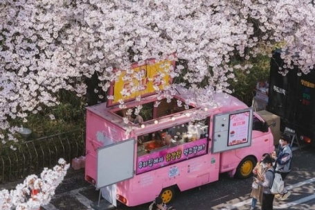 Lịch dự báo mùa hoa anh đào ở Hàn Quốc