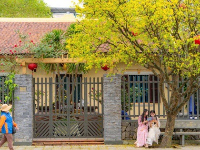 Mê mẩn ngắm mai vàng khoe sắc khắp phố phường xứ Huế