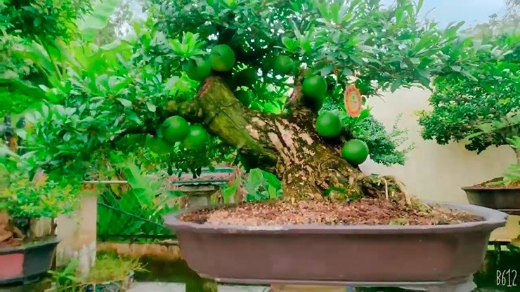 Mấy năm gần đây, các loại bonsai độc lạ được những người yêu cây tìm mua về trưng, trong đó có&nbsp;bonsai đào tiên.
