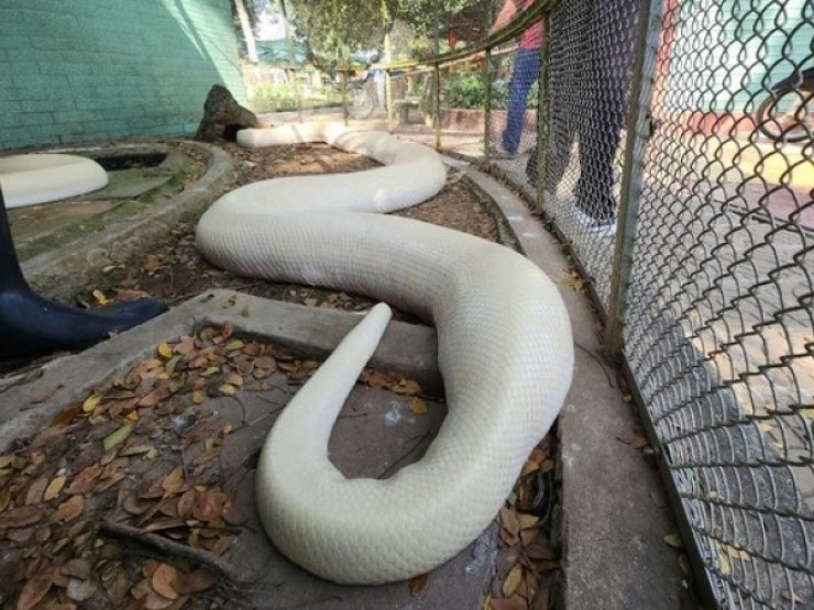 Cận cảnh trăn bạch tạng quý hiếm dài 5m, nặng hơn 90kg